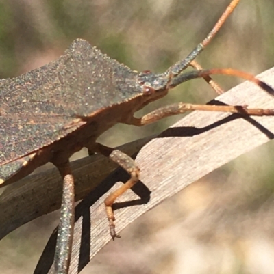 Amorbus rubiginosus (A Eucalyptus Tip Bug) at Lower Borough, NSW - 30 Dec 2023 by mcleana