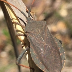 Amorbus rubiginosus at Lower Borough, NSW - 30 Dec 2023 01:35 PM