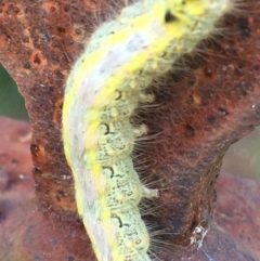 Lepidoptera unclassified IMMATURE moth at Lower Borough, NSW - 28 Dec 2023