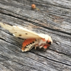 Ardices canescens (Dark-spotted Tiger Moth) at Lower Borough, NSW - 28 Dec 2023 by mcleana