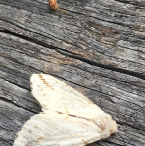 Ardices canescens at Lower Borough, NSW - 28 Dec 2023 04:32 PM