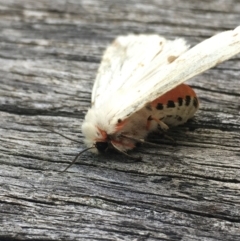 Ardices canescens at Lower Borough, NSW - 28 Dec 2023 04:32 PM