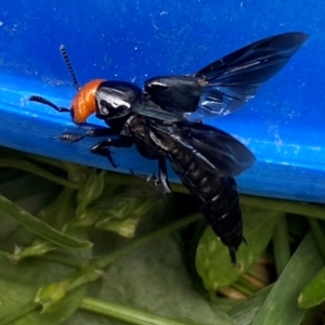 Creophilus erythrocephalus at QPRC LGA - suppressed