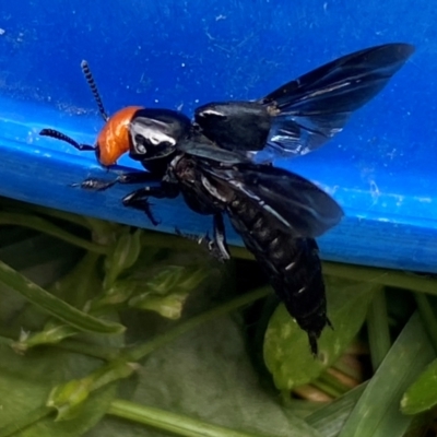 Creophilus erythrocephalus (Devil's coach horse, Rove beetle) at QPRC LGA - 3 Jan 2024 by SteveBorkowskis