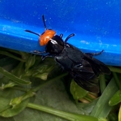 Creophilus erythrocephalus at QPRC LGA - suppressed