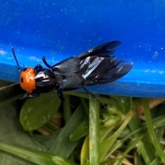 Creophilus erythrocephalus at QPRC LGA - suppressed