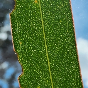 Eucalyptus rossii at Mount Ainslie - 3 Jan 2024