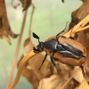 Chondropyga dorsalis at Lower Borough, NSW - 28 Dec 2023