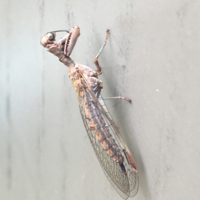 Campion sp. (genus) (Mantis Fly) at Lower Borough, NSW - 29 Dec 2023 by mcleana