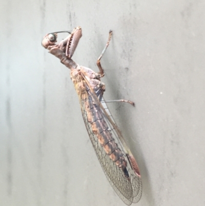 Campion sp. (genus) (Mantis Fly) at Lower Borough, NSW - 28 Dec 2023 by mcleana