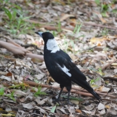 Gymnorhina tibicen (Australian Magpie) at Kiama, NSW - 3 Jan 2024 by plants