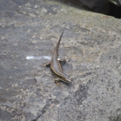 Eulamprus quoyii (Eastern Water Skink) at Kiama, NSW - 3 Jan 2024 by plants