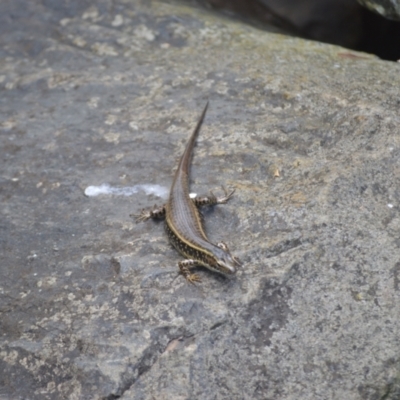 Eulamprus quoyii (Eastern Water Skink) at Kiama, NSW - 3 Jan 2024 by plants