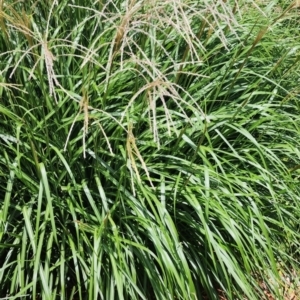 Miscanthus sinensis at Australian National University - 3 Jan 2024