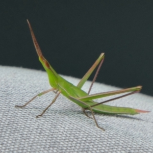 Acrida conica at Rugosa - 3 Jan 2024 11:19 AM