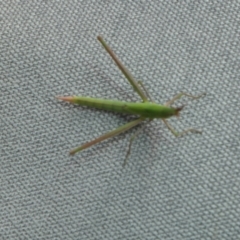 Acrida conica at Rugosa - 3 Jan 2024 11:19 AM
