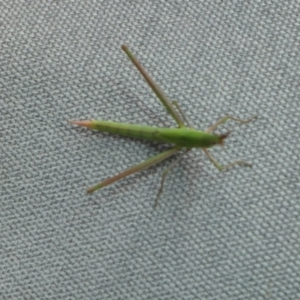 Acrida conica at Rugosa - 3 Jan 2024 11:19 AM