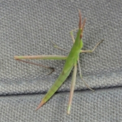 Acrida conica at Rugosa - 3 Jan 2024 11:19 AM