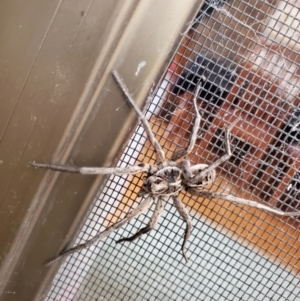 Tasmanicosa sp. (genus) at QPRC LGA - 3 Jan 2024