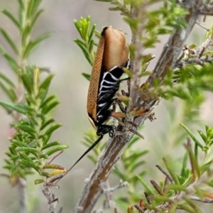 Ellipsidion australe at Rugosa - 3 Jan 2024