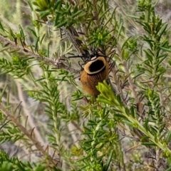 Ellipsidion australe at Rugosa - 3 Jan 2024