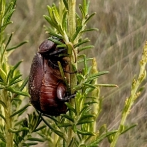 Melolonthinae sp. (subfamily) at Rugosa - 3 Jan 2024