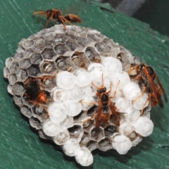 Polistes (Polistella) humilis (Common Paper Wasp) at Wanniassa, ACT - 3 Jan 2024 by JohnBundock