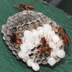 Polistes (Polistella) humilis at Wanniassa, ACT - 3 Jan 2024 03:12 PM