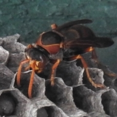 Polistes (Polistella) humilis at Wanniassa, ACT - 3 Jan 2024 03:12 PM