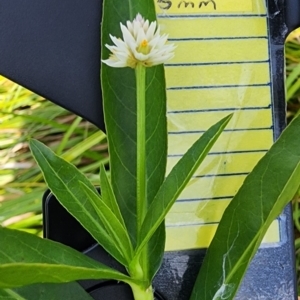 Alternanthera philoxeroides at Lake Burley Griffin West - 3 Jan 2024 04:00 PM