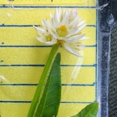 Alternanthera philoxeroides at Lake Burley Griffin West - 3 Jan 2024 04:00 PM