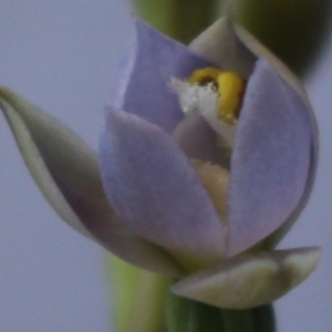 Thelymitra brevifolia at MTR591 at Gundaroo - 18 Oct 2023