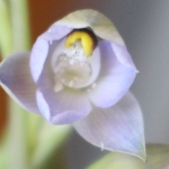 Thelymitra brevifolia at MTR591 at Gundaroo - 18 Oct 2023