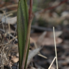 Thelymitra brevifolia at MTR591 at Gundaroo - 18 Oct 2023