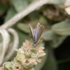 Zizina otis (Common Grass-Blue) at Downer, ACT - 3 Jan 2024 by RobertD