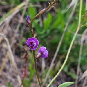 Glycine tabacina at The Pinnacle - 31 Dec 2023