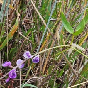 Glycine tabacina at The Pinnacle - 31 Dec 2023