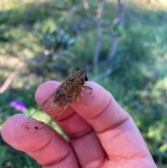Tamasa tristigma (Brown Bunyip Cicada) at Crescent Head, NSW - 3 Jan 2024 by simonstratford