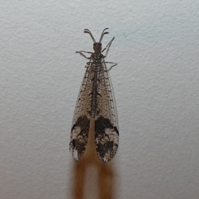 Glenoleon pulchellus (Antlion lacewing) at The Pinnacle - 1 Jan 2024 by Amata