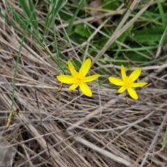 Tricoryne elatior (Yellow Rush Lily) at The Pinnacle - 31 Dec 2023 by sangio7