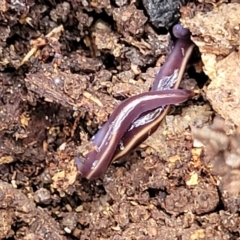 Caenoplana coerulea (Blue Planarian, Blue Garden Flatworm) at Beechworth, VIC - 3 Jan 2024 by trevorpreston