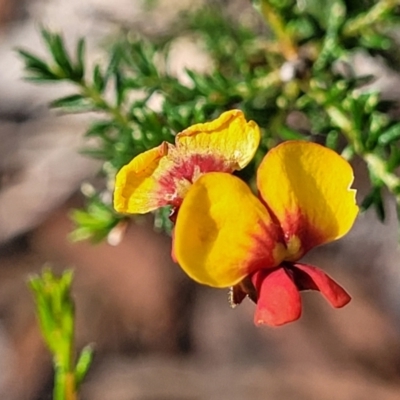 Dillwynia phylicoides (A Parrot-pea) at Beechworth, VIC - 3 Jan 2024 by trevorpreston