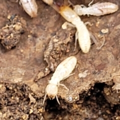 Unidentified Termite (superfamily Termitoidea) at Beechworth, VIC - 3 Jan 2024 by trevorpreston