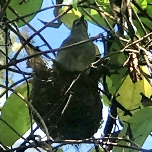 Caligavis chrysops at Acton, ACT - 3 Jan 2024