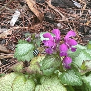 Amegilla (Zonamegilla) asserta at Hawker, ACT - 3 Jan 2024