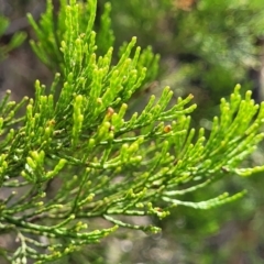 Callitris endlicheri (Black Cypress Pine) at Beechworth, VIC - 3 Jan 2024 by trevorpreston