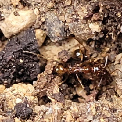 Aphaenogaster longiceps at Beechworth, VIC - 3 Jan 2024 by trevorpreston