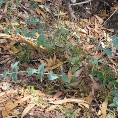 Veronica perfoliata (Digger's Speedwell) at Beechworth, VIC - 3 Jan 2024 by trevorpreston