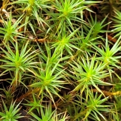 Unidentified Moss, Liverwort or Hornwort at Beechworth, VIC - 3 Jan 2024 by trevorpreston