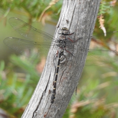 Austroaeschna obscura at Woodlands, NSW - 2 Jan 2024 by GlossyGal